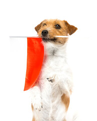 dog and red and white flag of poland