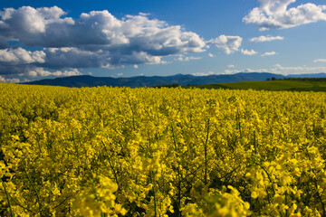 Obraz premium Błękit nieba nad polem rzepaku