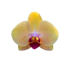 Fototapeta na wymiar yellow orchid isolate on white with clipping path