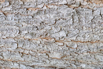 Bark  background texture for  decorate