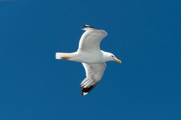 Flying Seagull,  Open Wings, Clear Blue Sky Background