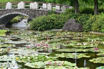 植物園、公園、屋内、温室、花壇、蓮、水蓮、蓮根、ロータス、蓮の花、レンコン、ロータス効果、蓮台、lotus、