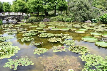 植物園、公園、屋内、温室、花壇、蓮、水蓮、蓮根、ロータス、蓮の花、レンコン、ロータス効果、蓮台、lotus、