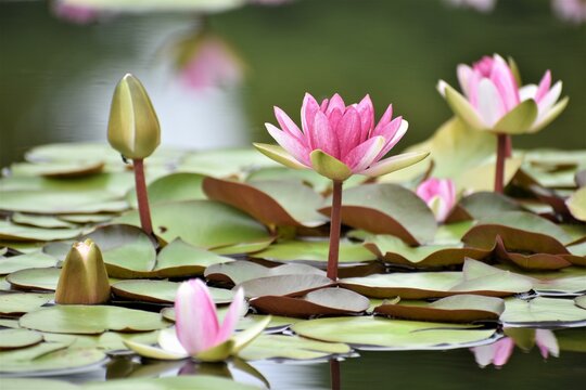 蓮根の花 の画像 3 3 件の Stock 写真 ベクターおよびビデオ Adobe Stock 蓮根の花 の画像 3 3 件の Stock 写真 ベクターおよびビデオ Adobe Stock