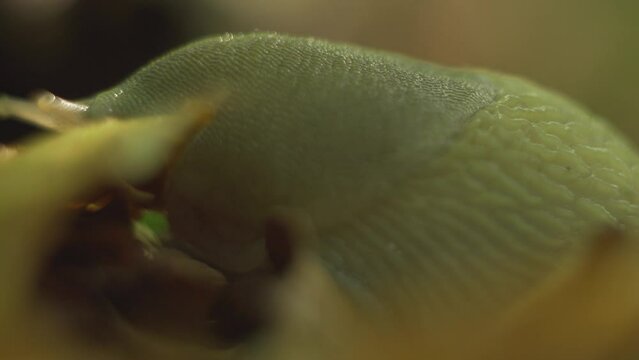 Limax Flavus Slug close-up