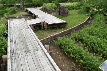 蓮、水蓮、蓮根、ロータス、蓮の花、レンコン、ロータス効果、蓮台、lotus、橋