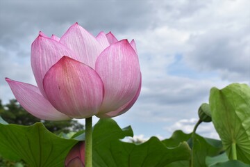 蓮、水蓮、蓮根、ロータス、蓮の花、レンコン、ロータス効果、蓮台、lotus