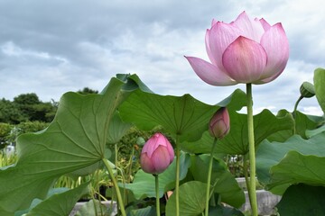 蓮、水蓮、蓮根、ロータス、蓮の花、レンコン、ロータス効果、蓮台、lotus