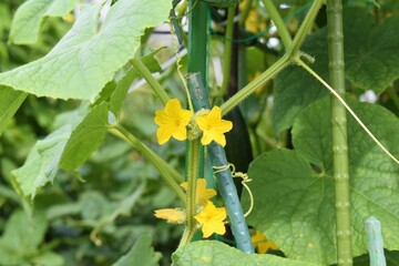 きゅうりの花