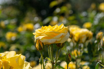 黄色のバラ
