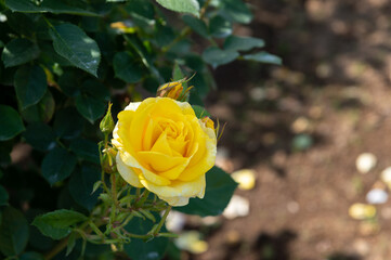 黄色のバラ