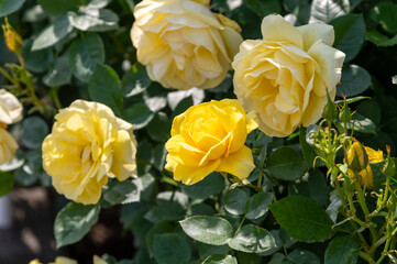 黄色のバラ