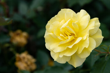 黄色のバラ