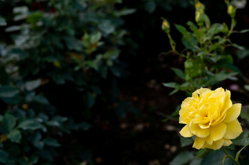 黄色のバラ