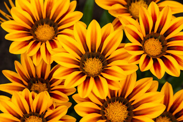 Yellow Gazania or Treasure flower in full bloom, Gazania rigens splendens