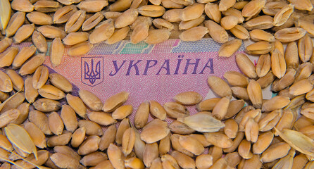 Wheat grains on the background of Ukrainian hryvnia banknotes. Selective focus on the word translation from Ukrainian language: Ukraine. macro photo