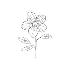 Flowers hand drawn ink silhouette vector color black