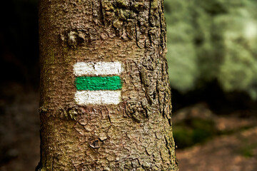 Fototapeta premium Sign for the course of a hiking trail that was painted on a spruce trunk for the orientation of the hikers