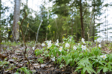 Close-up of small white flowers in spring forest. Beautiful nature.
