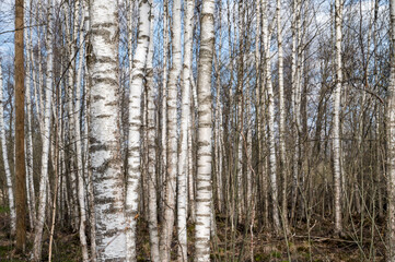 Birch forest in early spring. .Trunks of trees. Russian nature. No people.