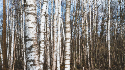 Birch forest in early spring. .Trunks of trees. Russian nature. No people.
