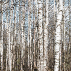 Fototapeta premium Birch forest in early spring. .Trunks of trees. Russian nature. No people.
