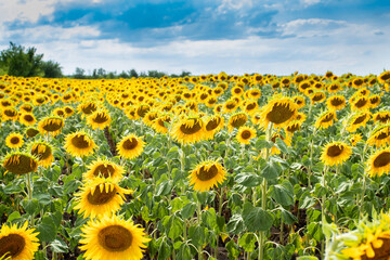 Obraz premium Field of sunflowers in sunny day, the sunflowers in the blue sky