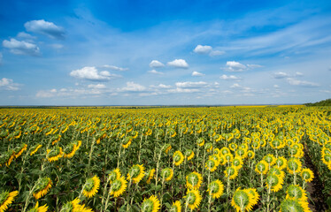 Fototapeta premium Field of sunflowers in sunny day, the sunflowers in the blue sky