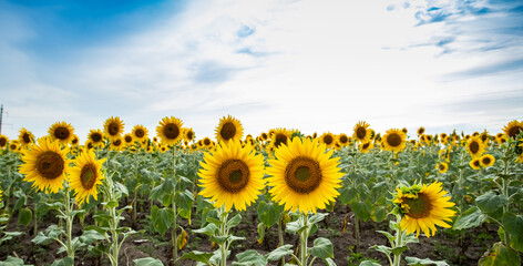 Field of sunflowers in sunny day, the sunflowers in the blue sky