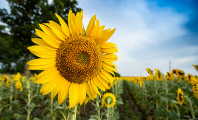Fototapeta premium Field of sunflowers in sunny day, the sunflowers in the blue sky