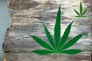 Obraz premium cannabis leaf, wood texture background surface with old natural pattern. wooden top view