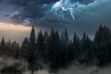 thunderstorm with lightning at sunset in a fir forest