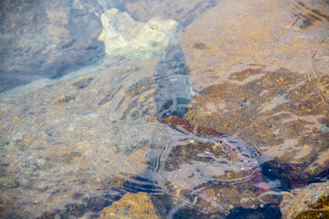 Stones that are flooded by sea water
