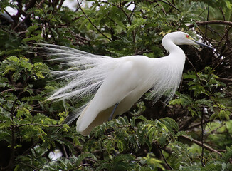 A white heron sitting on the branch of a tree, 