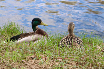 Naklejka na ściany i meble Two urban ducks on the shore of a pond in the park.