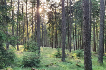 Fototapeta na wymiar Idyllischer blick in den Wald, während Sonnenuntergang