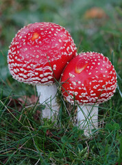 Two fly agaric mushrooms growing close together. 
