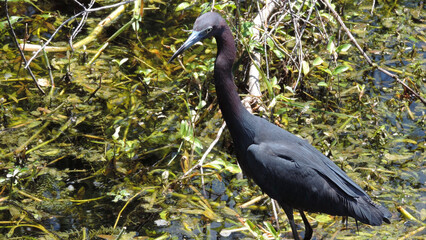 Little Blue Heron Bird Wading in Water in Natural Florida Swamp