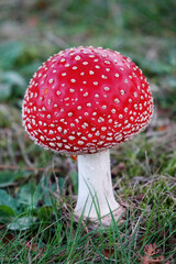 Fly agaric mushroom (amanita muscaria). 