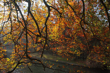 The Cam from King's College Bridge, with a lovely beech tree spreading its branches over the water,...