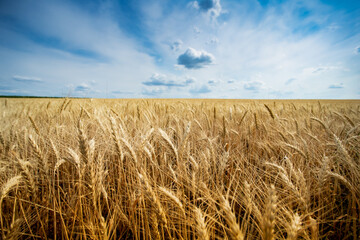 Golden wheat field under blue sky and clouds