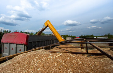 harvester combine load collected wheat in a grain carrier during wheat harvest in a field.