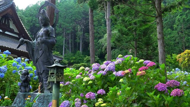 弘長寺の紫陽花