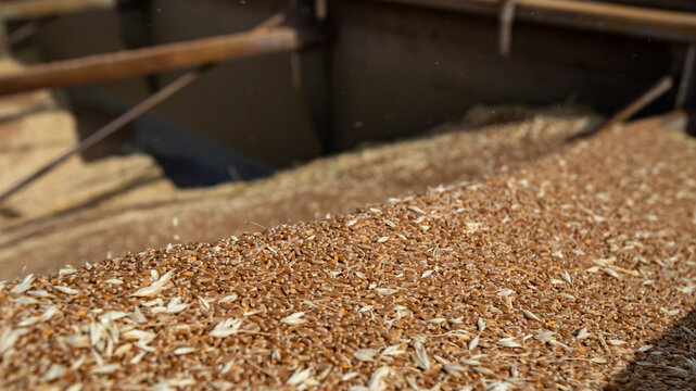 Wheat Grains During Harvet At The Wheat Field