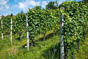 Fototapeta na wymiar Green vineyard rows of vines in Switzerland, Europe. Sunny summer day, no people