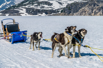 An Alaskan Husky team ready for a run on the Denver glacier close to Skagway, Alaska in summertime