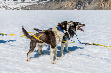 A pair of Alaskan Huskies ready for a run on the Denver glacier close to Skagway, Alaska in summertime
