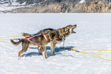 Naklejka premium A pair of Alaskan Huskies excited for a run on the Denver glacier close to Skagway, Alaska in summertime