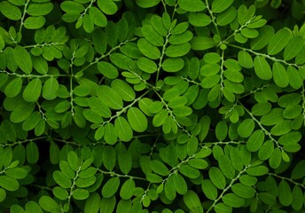 Green leaves background. Closeup of Phyllanthus niruri. Gale of the wind. Stonebreaker. Seed under leaf.