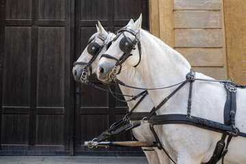 a pair of white horses with blinders on their eyes harnessed to a carriage
